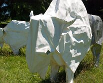 2017_MortonArboretum_Oragami_0009