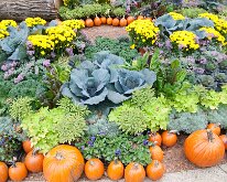 2019_MortonArb_FallScarecrowFestivle_0025