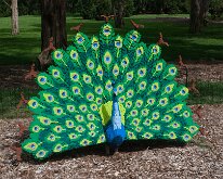 MortonArb_Legos_Peacock-1