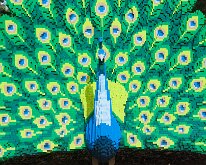MortonArb_Legos_Peacock-2