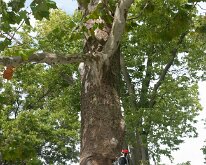 MortonArb_Legos_Woodpecker-2