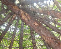 2019_MortonArbTrolls_House-4