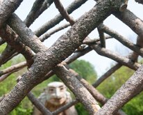 2019_MortonArboretumTrolls__0008