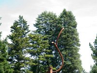 MortonRoots 2010 0009 : Morton Arboritum