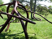 MortonRoots 2010 0020 : Morton Arboritum