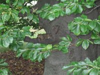 IMG 0922 : Morton Arboritum
