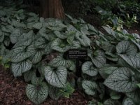 IMG 0927 : Morton Arboritum