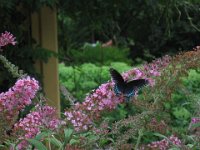 IMG 0930 : Morton Arboritum