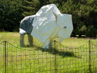 2017 MortonArboretum Oragami 0011 : Morton Arboritum