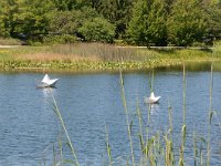 2017 MortonArboretum Oragami 0058 : Morton Arboritum