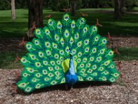 MortonArb Legos Peacock-1 : Morton Arboritum