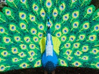 MortonArb Legos Peacock-2 : Morton Arboritum