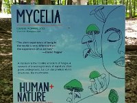 2022 Morton MYCELIA01 : Morton Arboritum, 2022 - Morton Arberutum Human Nature