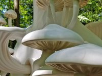 2022 Morton MYCELIA06 : Morton Arboritum, 2022 - Morton Arberutum Human Nature