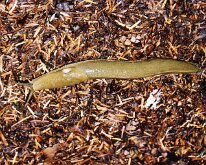 Rain Forest Slug