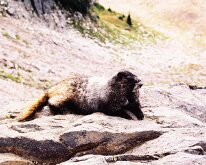 Rainier - Marmot