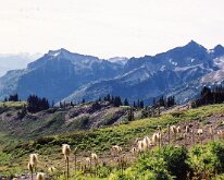 Rainier - Trail Valley