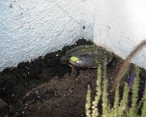 2009 - Labor Day_0007