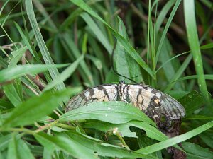 2009 - ProphetstownSP