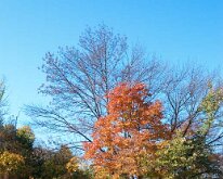 2011_MortonArboretum-5