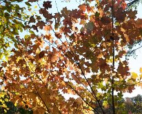 2011_MortonArboretum-7