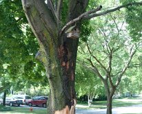 2011_Thanksgiving_0057