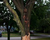 2011_TreeLightning-11