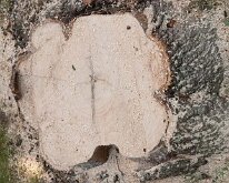 2011_TreeLightning-2