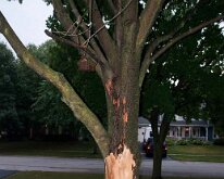 2011_TreeLightning-4