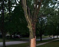 2011_TreeLightning-6