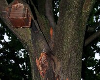 2011_TreeLightning-7