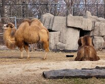 BrookfieldZoo_2012_0006