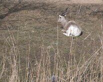 BrookfieldZoo_2012_0012