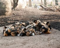 BrookfieldZoo_2012_0017