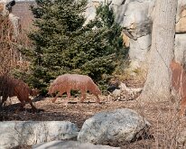 BrookfieldZoo_2012_0028