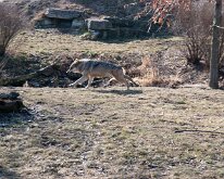 BrookfieldZoo_2012_0029