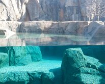 BrookfieldZoo_2012_0038