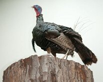 2013_Xmas_LakeHopeLodge-3