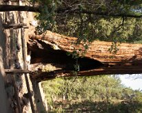 KingsCanyon_GrantsGrove-16