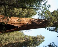 KingsCanyon_GrantsGrove-17