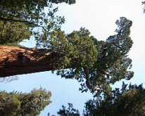 KingsCanyon_GrantsGrove-18