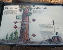 Sequoia_GiantForest-11