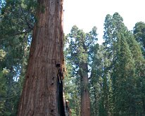 Sequoia_GiantForest-12