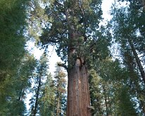 Sequoia_GiantForest-13