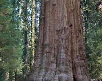 Sequoia_GiantForest-17