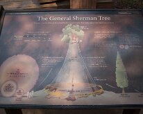 Sequoia_GiantForest-19