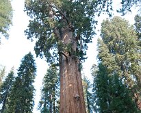 Sequoia_GiantForest-20