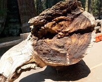 Sequoia_GiantForest-21