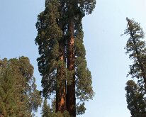 Sequoia_GiantForest-22