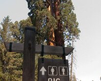 Sequoia_GiantForest-23